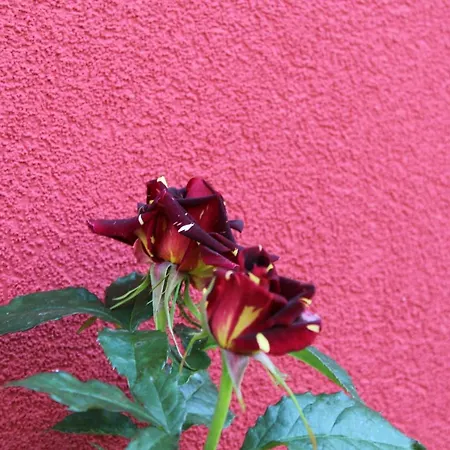 Bordo بيت ضيافة ابزور