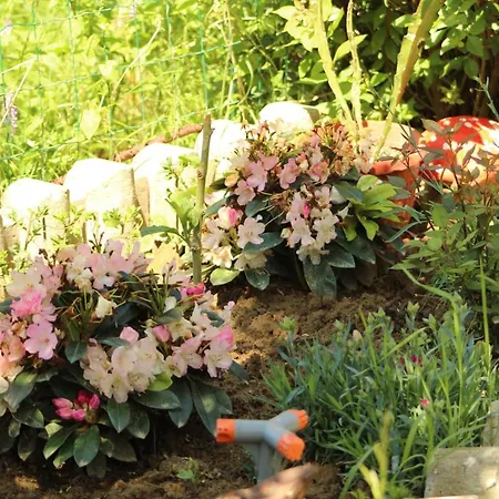 بيت ضيافة Bordo 2*