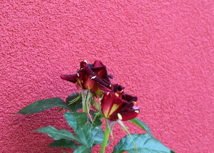 Bordo Vendégház Obzor